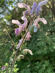 Aconitum septentrionale