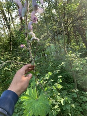 Aconitum septentrionale