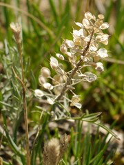 Alyssum montanum