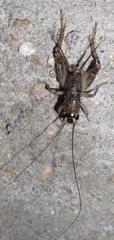 Modicogryllini