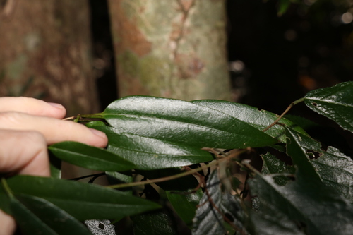 Image of Parsonsia rotata by (c) Greg Tasney, some rights reserved (CC BY-SA)