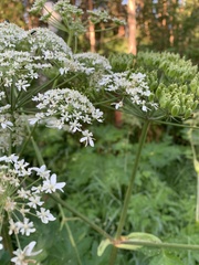 Heracleum dissectum