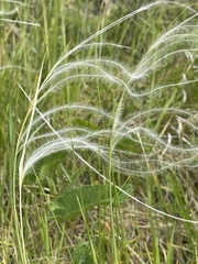 Stipa kirghisorum