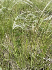 Stipa kirghisorum