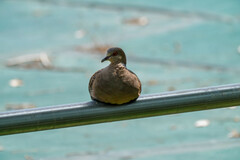 Streptopelia orientalis