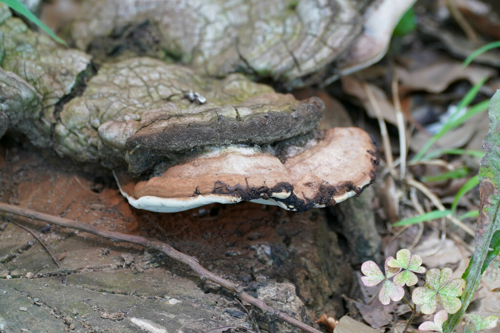 Ganoderma applanatum · July 2022 · photo: © tbc_watanabe (iNaturalist, cc-by)