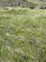 Stipa kirghisorum