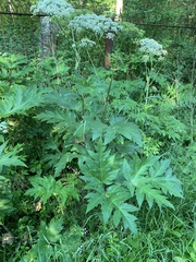 Heracleum dissectum