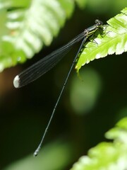 Mecistogaster modesta