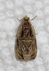 Olethreutes tilianum