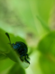 Platycorynus peregrinus