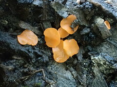Pulvinula archeri
