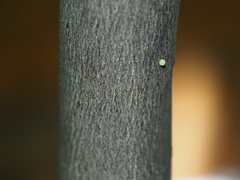 Papilio memnon heronus