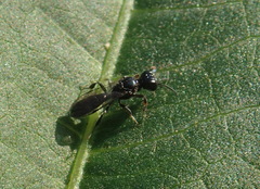 Crossocerus