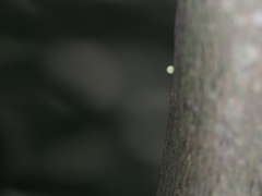 Papilio memnon heronus