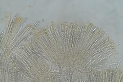 Pulvinula archeri
