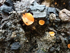 Pulvinula archeri