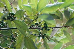 Cinnamomum yabunikkei