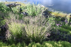 Arctagrostis arundinacea