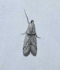 Homoeosoma impressalis