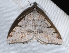 Macaria quadrilinearia