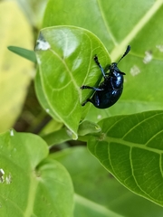 Platycorynus peregrinus
