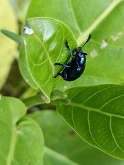 Platycorynus peregrinus