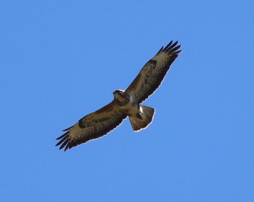 Common Buzzard
