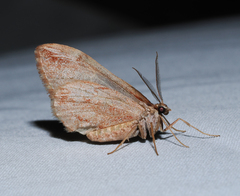 Stamnoctenis pearsalli