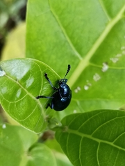Platycorynus peregrinus
