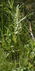 Platanthera dilatata