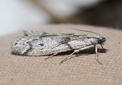 Homoeosoma impressalis