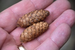 Picea glauca × engelmannii