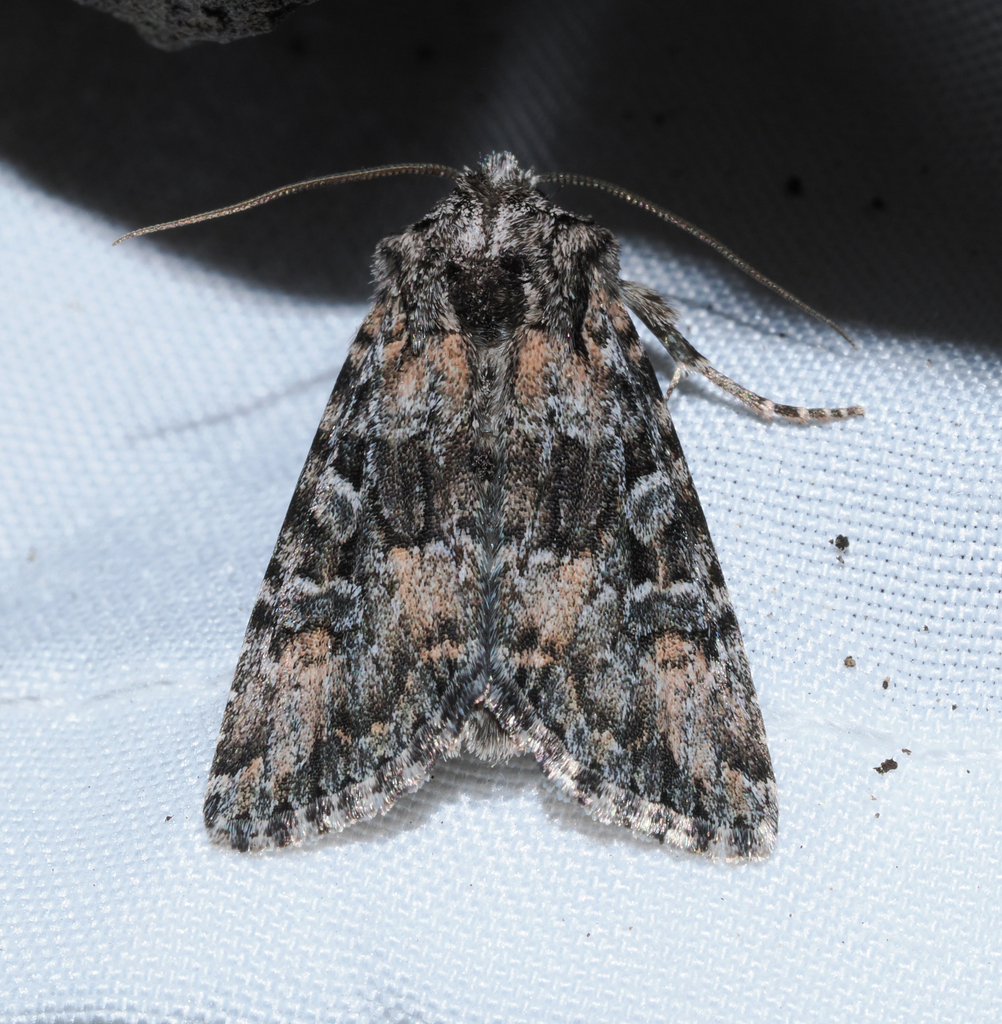 Aseptis characta