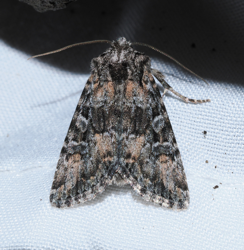 Aseptis characta