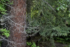 Picea glauca × engelmannii