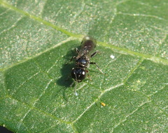 Crossocerus