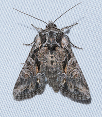 Lacinipolia acutipennis