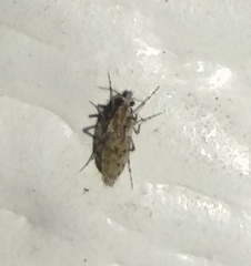 Chaoborus punctipennis