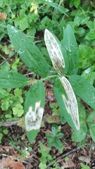 Parallelomma