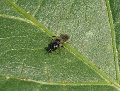 Crossocerus