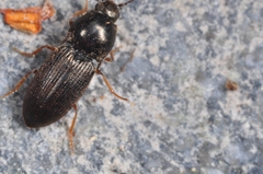 Hypnoidus rivularius