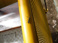 Brentinae