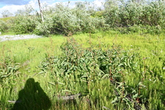 Rumex aquaticus protractus