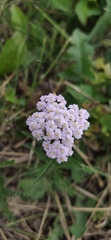Achillea millefolium