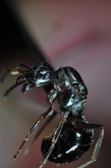 Formica lemani