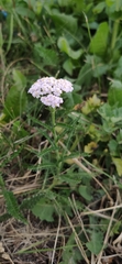 Achillea millefolium
