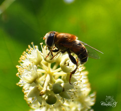 Palpada mexicana