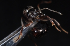 Formica lemani