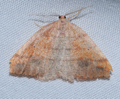 Drepanulatrix carnearia